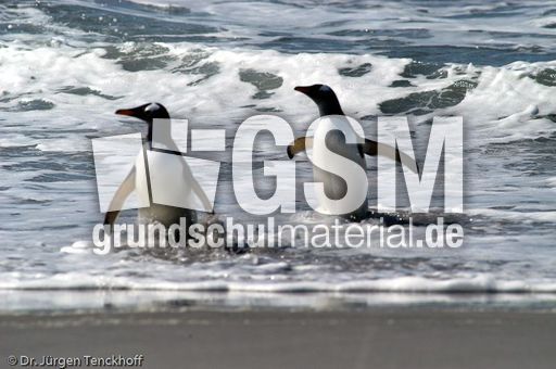 Eselspinguin (38 von 97).jpg